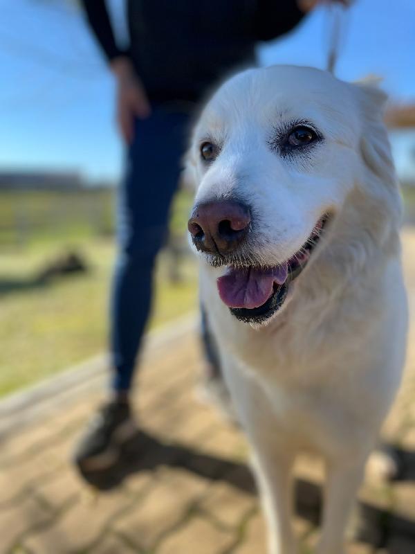 Bianca Mix Pastore Maremmano Adozione Del Cuore